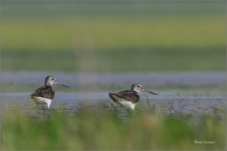 <p>VODOUŠ ŠEDÝ (Tringa nebularia) jižní Morava --- /Common greenshank - Grünschenkel/</p>