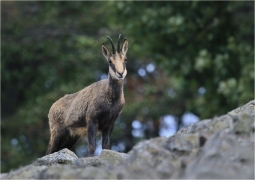 <p>KAMZÍK HORSKÝ (Rupicapra rupicapra) Lužické hory, Studenec ---- /Chamois - Gämse/</p>