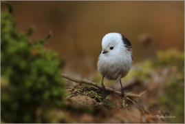 <p>MLYNAŘÍK DLOUHOOCASÝ (Aegithalos caudatus) Šluknovsko-Jiříkov ---- /Long-tailed-tit - Schwanzmeise/</p>