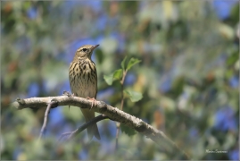 <p>LINDUŠKA LESNÍ (Anthus trivialis) Šluknovsko-Jiříkov /Tree pipit - Baumpieper/</p>