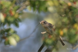 <p>LINDUŠKA LESNÍ pravděpodobně-mládě (Anthus trivialis) Šluknovsko-Jiříkov /Tree pipit - Baumpieper/</p>
