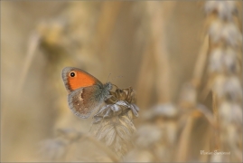 <p>OKÁČ POHÁŇKOVÝ (Coenonympha pamphilus) ---- /Small heath - Kleines Wiesenvögelchen/</p>