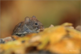 <p>NORNÍK RUDÝ (Clethrionomys glareolus) Šluknovsko-Jiříkov ---- /Bank vole – Rötelmaus/</p>