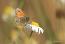 <p>OKÁČ POHÁŇKOVÝ (Coenonympha pamphilus) ---- /Small heath - Kleines Wiesenvögelchen/</p>