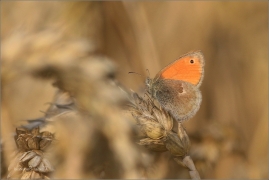 <p>OKÁČ POHÁŇKOVÝ (Coenonympha pamphilus) ---- /Small heath - Kleines Wiesenvögelchen/</p>