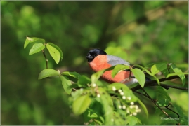 <p>HÝL OBECNÝ (Pyrrhula pyrrhula) Šluknovsko - Jiříkov ------- /Eurasian bullfinch - Gimpel/</p>