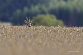 <p>SRNEC OBECNÝ (Capreolus capreolus) Šluknovskop - Jiříkov --- /European roe deer - Reh/</p>