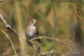 <p>PĚNICE HNĚDOKŘÍDLÁ (Sylvia communis) Šluknovsko - Jiříkov ----- /Common whitethroat - Dorngrasmücke/</p>