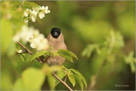 <p>HÝL OBECNÝ (Pyrrhula pyrrhula) Šluknovsko - Jiříkov ------- /Eurasian bullfinch - Gimpel/</p>