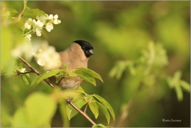 <p>HÝL OBECNÝ (Pyrrhula pyrrhula) Šluknovsko - Jiříkov ------- /Eurasian bullfinch - Gimpel/</p>