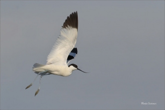 <p>TENKOZOBEC OPAČNÝ (Recurvirostra avosetta) jižní Morava ---- /Pied avocet - Säbelschnäbler/</p>