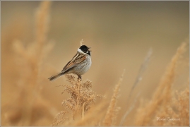 <p>STRNAD RÁKOSNÍ (Emberiza schoeniclus) Ústecko ----- /Common reed bunting – Rohrammer/</p>