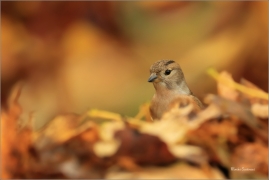 <p>PĚNKAVA JIKAVEC (Fringilla montifringilla) - Šluknovsko, Jiříkov ---- / Brambling - Bergfink/</p>