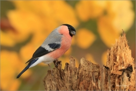 <p>HÝL OBECNÝ (Pyrrhula pyrrhula) Šluknovsko - Jiříkov ------- /Eurasian bullfinch - Gimpel/</p>