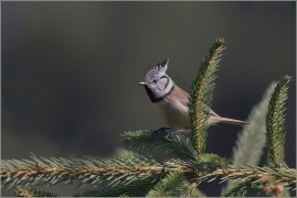 <p>SÝKORA PARUKÁŘKA - Šluknovsko - okolí Jiříkova (Lophophanes cristatus) ---- /Crested tit - Haubenmeise/</p>
