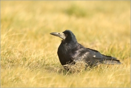 <p>HAVRAN POLNÍ (Corvus frugilegus) Rumburk –--- /Rook – Saatkrähe/</p>