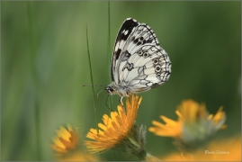 <p>OKÁČ BOJÍNKOVÝ (Melanargia galathea) ----- /Marbled white - Schachbrett (Schmetterling)/</p>