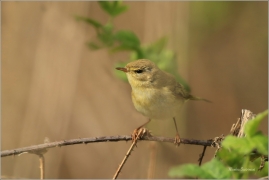 <p>BUDNÍČEK VĚTŠÍ (Phylloscopus trochilus) - Jiříkov ---- /Willow warbler – Fitis/</p>