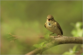 <p>BUDNÍČEK VĚTŠÍ (Phylloscopus trochilus) - Jiříkov ---- /Willow warbler – Fitis/</p>