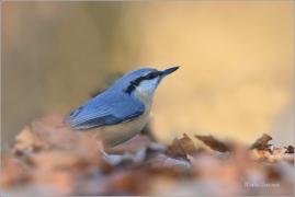 <p>BRHLÍK LESNÍ (Sitta europaea) ---- /Eurasian nuthatch - Kleiber/</p>
