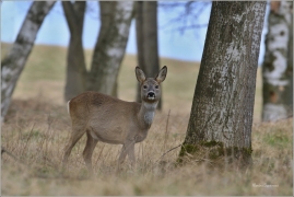 <p>SRNEC OBECNÝ (Capreolus capreolus) Šluknovsko - Valdek --- /European roe deer - Reh/</p>