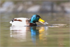 <p>KACHNA DIVOKÁ (Anas platyrhynchos) /Mallard - Stockente/</p>