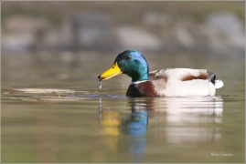 <p>KACHNA DIVOKÁ (Anas platyrhynchos) /Mallard - Stockente/</p>
