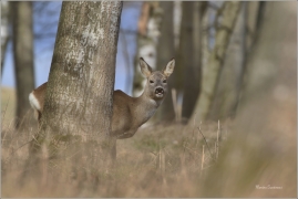 <p>SRNEC OBECNÝ (Capreolus capreolus) Šluknovsko - Valdek --- /European roe deer - Reh/</p>