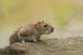 <p>POTKAN (Rattus norvegicus) Děčín - Zámecký rybník ---- /Brown rat - Wanderratte/</p>