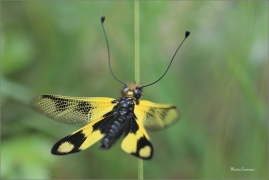 <p>PLOSKOROH PESTRÝ (Libelloides macaronius)- jižní Morava ---- /Östlicher Schmetterlingshaft/</p>