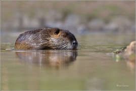 <p>NUTRIE ŘÍČNÍ (Myocastor coypus) M. Boleslav ---- /Coypu- Nutria/</p>