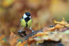 <p>SÝKORA KOŇADRA (Parus major) ------- /Great tit - Kohlmeise/</p>