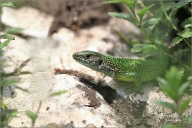 <p>JEŠTĚRKA ZELENÁ (Lacerta viridis) jižní Morava ---- /European green lizard - Östliche Smaragdeidechse/</p>