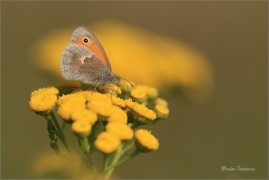 <p>OKÁČ POHÁŇKOVÝ (Coenonympha pamphilus) ---- /Small heath - Kleines Wiesenvögelchen/</p>