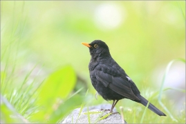 <p>KOS ČERNÝ (Turdus merula) ---- /Common blackbird - Amsel/</p>