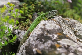 <p>JEŠTĚRKA ZELENÁ (Lacerta viridis) jižní Morava ---- /European green lizard - Östliche Smaragdeidechse/</p>