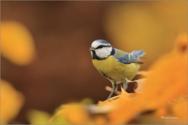 <p>SÝKORA MODŘINKA (Cyanistes caeruleus) ---- /Eurasian blue tit - Blaumeise/</p>
