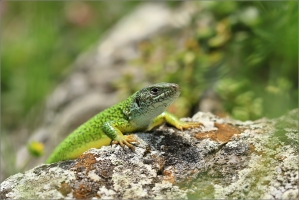 <p>JEŠTĚRKA ZELENÁ (Lacerta viridis) jižní Morava ---- /European green lizard - Östliche Smaragdeidechse/</p>