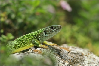 <p>JEŠTĚRKA ZELENÁ (Lacerta viridis) jižní Morava ---- /European green lizard - Östliche Smaragdeidechse/</p>