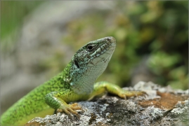 <p>JEŠTĚRKA ZELENÁ (Lacerta viridis) jižní Morava ---- /European green lizard - Östliche Smaragdeidechse/</p>