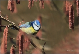 <p>SÝKORA MODŘINKA (Cyanistes caeruleus) ---- /Eurasian blue tit - Blaumeise/</p>
