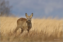<p>SRNEC OBECNÝ (Capreolus capreolus) Šluknovsko - Valdek --- /European roe deer - Reh/</p>