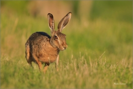 <p>ZAJÍC POLNÍ (Lepus europaeus) jižní Morava --- /European hare - Feldhase/</p>