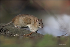 <p>POTKAN (Rattus norvegicus) Děčín - Zámecký rybník ---- /Brown rat - Wanderratte/</p>