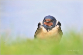 <p>VLAŠTOVKA OBECNÁ (Hirundo rustica)</p>