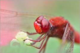 <p>VÁŽKA ČERVENÁ (Crocothemis erythraea) Praha - Stromovka ---- /Scarlet dragonfly - Feuerlibelle/</p>