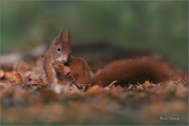 <p>VEVERKA OBECNÁ (Sciurus vulgaris) M. Boleslav ---- /Red squirrel - Eichhörnchen/</p>