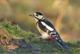 <p>STRAKAPOUD VELKÝ (Dendrocopos major) - /Great spotted woodpecker – Buntspecht/
</p>