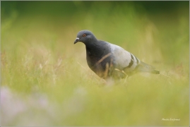 <p>HOLUB DOMÁCÍ divoce žijící (Columba livia f. domestica) /Domestic pigeon - Stadttaube/</p>