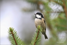 <p>SÝKORA UHELNÍČEK (Periparus ater) ---- /Coal tit - Tannenmeise/</p>